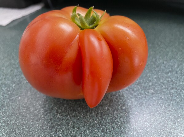 This 2022 image provided by Kathy Burrous shows a tomato with genetic mutation in Floral Park, New York. The anomaly occurs when tomato cells divide abnormally due to hot or cold weather, resulting in an extra segment that develops outside the fruit. (Kathy Burrous via AP)