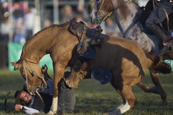 A gaucho, or South American cowboy, falls to the ground after bucked from a horse during the Criolla Week rodeo festival in Montevideo, Uruguay, April 14, 2025. (AP Photo/Matilde Campodonico)