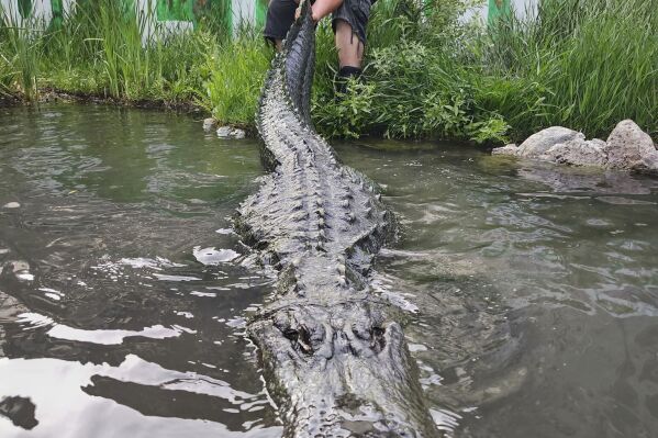 This photo provided by Colorado Gators shows Matt Jordan, employee at Colorado Gators, as he pulls the tail of Morris the alligator, an alligator that appeared in numerous TV shows and films over three decades, most notably the 1996 Adam Sandler comedy “Happy Gilmore,” in Mosca, Colo., June 9, 2024. (Jay Young/Colorado Gators via AP)