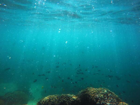 In this Oct. 26, 2015 photo, fish swim over a patch of bleached coral in Hawaii’s Kaneohe Bay off the island of Oahu. Scientists are preparing to transplant laboratory-enhanced coral onto reefs in Hawaii in hopes that the high-performing specimens will strengthen the overall health of the reef. Using assisted evolution, researchers from the Hawaii Institute of Marine Biology are creating a form of “super coral” that can be used to seed and strengthen other suffering reefs. (AP Photo/Caleb Jones)