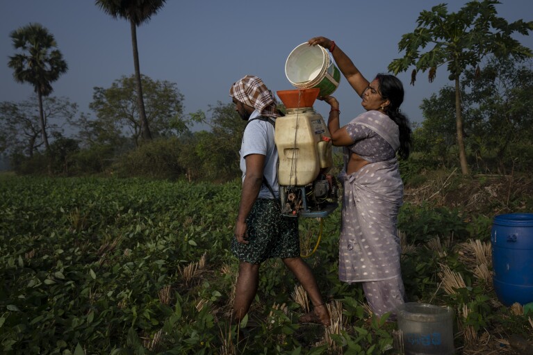 Meerabi Chunduru, an avid practitioner and advocate of natural farming techniques, pours natural pesticide into a sprayer carried by a worker at her farm in Aremanda village in Guntur district of southern India's Andhra Pradesh state, Sunday, Feb. 11, 2024. Chunduru said she switched to the practice after her husband’s health deteriorated, which she believes is because of prolonged exposure to some harmful pesticides. (AP Photo/Altaf Qadri)