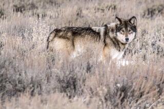 FILE - In this 2018 photo, a wolf is seen in Jackson Hole, Wyo. U.S. and state officials say hunting wolves from aircraft is prohibited under federal law, despite arguments to the contrary from the state of Montana in a lawsuit from environmentalists. (Ryan Dorgan/Jackson Hole News & Guide via AP, File)