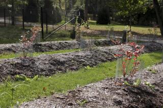 This undated photo shows blueberry plants in LaGrangeville, N.Y. Planted on mounds, these blueberry plants enjoy well-aerated soil, as do most cultivated plants, in this otherwise wet location. (Lee Reich via AP)