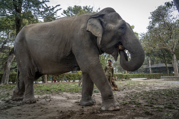 A zoo keeper feeds an elephant at the Central Zoo in Lalitpur, Nepal, on Feb. 21, 2024. The only zoo in Nepal is home to more than 1,100 animals of 114 species, including the Bengal Tiger, Snow Leopard, Red Panda, One-Horned Rhino and the Asian Elephant. (AP Photo/Niranjan Shrestha)