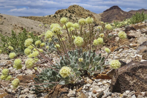 FILE - This photo provided by the Center for Biological Diversity shows a Tiehm's buckwheat plant near the site of a proposed lithium mine in Nevada, May 22, 2020. The Biden administration has taken a significant step in its expedited environmental review of what's next in line to become only the third U.S. lithium mine, as conservationists fear it will lead to the extinction of the endangered Nevada wildflower near the California line. (Patrick Donnelly/Center for Biological Diversity via AP, File)