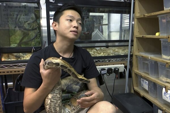 Study Buddy (Explorer): Vipers in quarantine centre to cobra hidden in  flat, Hong Kong snake catcher reveals all - YP