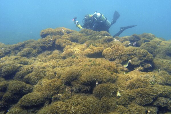 In this Aug. 4, 2019 photo provided by Taylor Williams, a new species of seaweed covers dead a coral reef at Pearl and Hermes Atoll in the remote Northwestern Hawaiian Islands. Researchers say the recently discovered species of seaweed is killing large patches of coral on once-pristine reefs and is rapidly spreading across one of the most remote and protected ocean environments on earth. A study from the University of Hawaii and others says the seaweed is spreading more rapidly than anything they've seen in the Northwestern Hawaiian Islands, a nature reserve that stretches more than 1,300 miles north of the main Hawaiian Islands. The algae easily breaks off and rolls across the ocean floor like tumbleweed, scientists say, covering nearby reefs in thick vegetation that out-competes coral for space, sunlight and nutrients. (Taylor Williams/College of Charleston via AP)