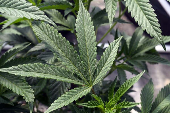 FILE - Marijuana plants are seen at a growing facility in Washington County, N.Y., May 12, 2023. New York could soon start to get more recreational marijuana dispensaries after a judge on Friday, Dec. 1, 2023 approved legal settlements to end lawsuits that halted the state's legal cannabis licensing program. (AP Photo/Hans Pennink, File)
