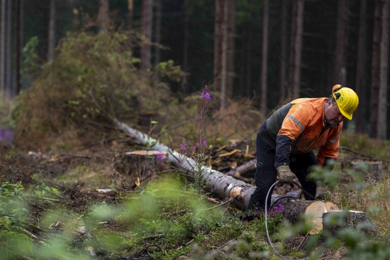 O empreiteiro florestal Heiner Schulte remove uma árvore derrubada infestada de besouros em uma floresta estadual da Baixa Saxônia nas montanhas Harz, perto de Clausthal-Zellerfeld, Alemanha, quinta-feira, 27 de julho de 2023. (AP Photo/Matthias Schrader)