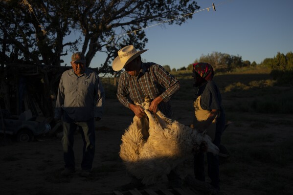 Jay Begay carries a sheep while preparing it for slaughter with his father Jay Begay Sr., left, and his mother Helen on Wednesday, Sept. 6, 2023, in the community of Rocky Ridge, Ariz., on the Navajo Nation. (AP Photo/John Locher)