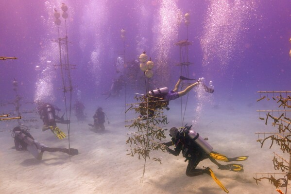 Scientists and volunteers clean equipment in a coral nursery, Friday, Aug. 4, 2023, near Key Biscayne, Fla. Scientists from the University of Miami Rosenstiel School of Marine, Atmospheric, and Earth Science established a new restoration research site there to identify and better understand the heat tolerance of certain coral species and genotypes during bleaching events. (AP Photo/Wilfredo Lee)