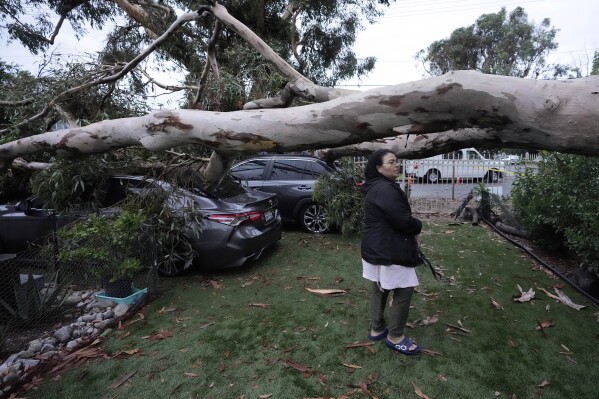 Maura Taura surveys the damaged cause by a downed tree outside her home after Tropical Storm Hilary went through Monday, Aug. 21, 2023, in Sun Valley, Calif. Scientists figure a natural El Nino, human-caused climate change, a stubborn heat dome over the nation’s midsection and other factors cooked up Hilary’s record-breaking slosh into California and Nevada. (AP Photo/Marcio Jose Sanchez)