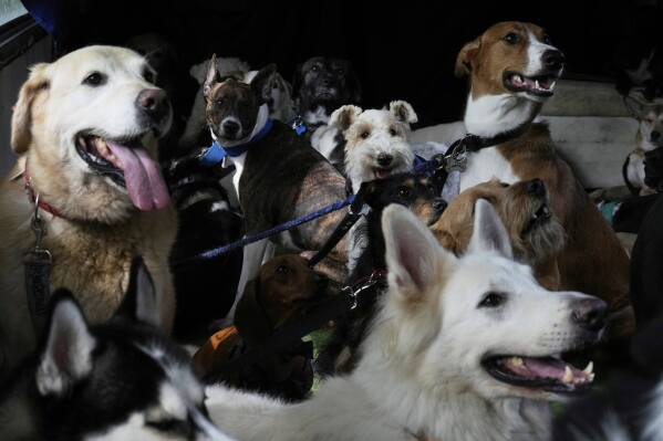 Dogs sit inside Leon Sipes bus as he transports them back home after driving them from the square where they exercise and play, in Buenos Aires, Argentina, Friday, April 11, 2025. (AP Photo/Natacha Pisarenko)