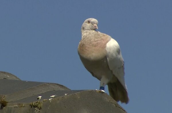 FILE - In this Jan. 13, 2021, file image made from video, a pigeon with a blue leg band stands on a rooftop in Melbourne, Australia. A U.S. bird organization said the leg band identifying the bird as a U.S. racing pigeon was counterfeit, which may save the bird from strict Australian biosecurity policies that would call for a U.S. pigeon to be killed. (Channel 9 via AP, File)