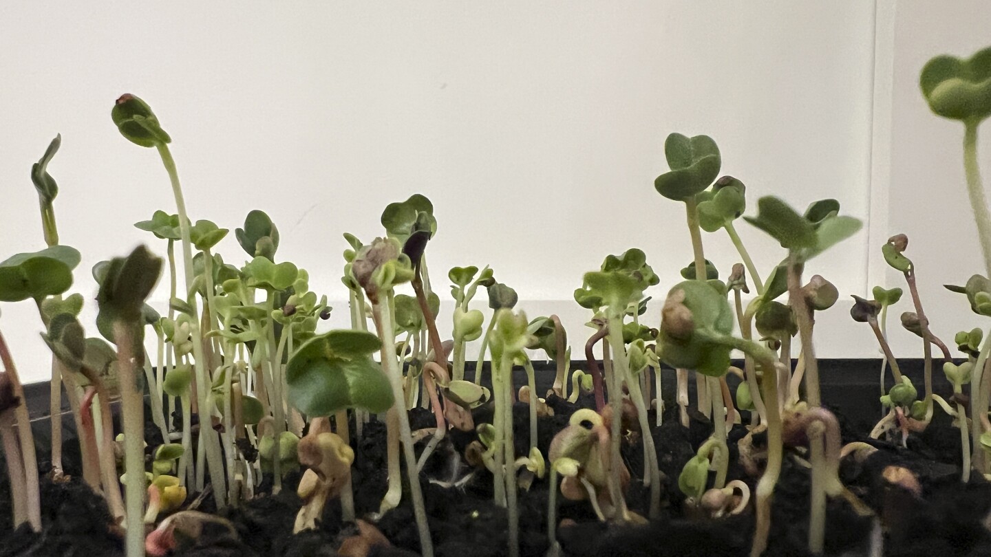 За проект за зимно градинарство с гурме нотка, опитайте да отглеждате микрозелени зеленчуци