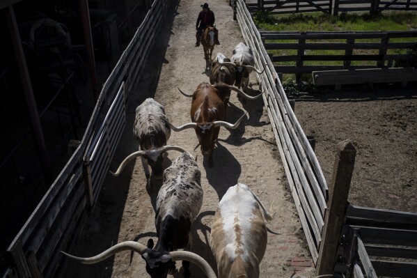 A drover moves longhorn steers back to their stable after a cattle drive through the Stockyards National Historic District in Forth Worth, Texas, Friday, April 21, 2023. The twice-daily drives re-enact the much larger drives through Fort Worth, which was the last major stop on the Chisholm Trail in the mid-1800s before the herds headed out on the plains for Kansas and Missouri. (AP Photo/David Goldman)