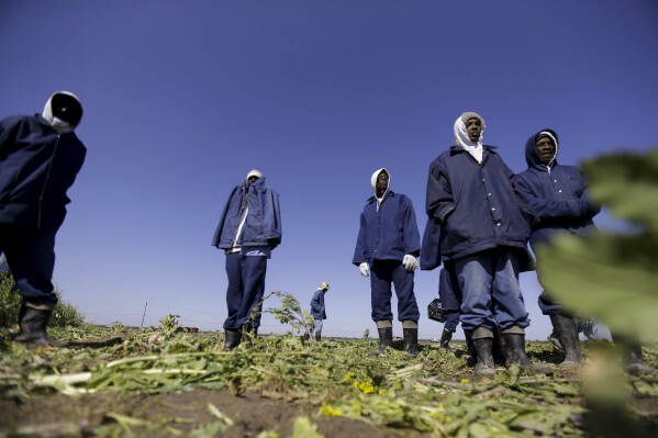 Prisoners harvest turnips at the Louisiana State Penitentiary, April 15, 2014, in Angola, La. Within days of arrival, they head to the fields, sometimes using hoes and shovels or picking crops by hand. Today, it houses some 3,800 men behind its razor-wire walls. (AP Photo/Gerald Herbert, File)