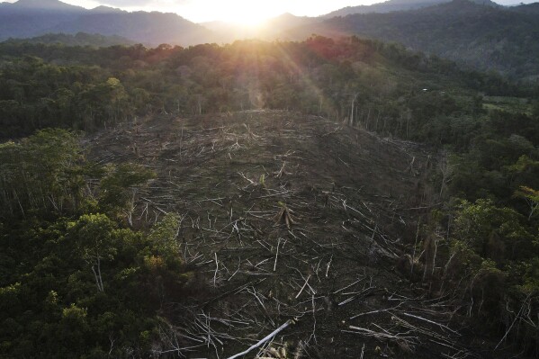 Cut down trees lie within view of the Cordillera Azul National Park in Peru's Amazon, Oct. 3, 2022. (AP Photo/Martin Mejia, File)