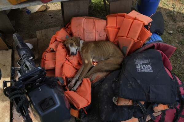 A stray dog rests on lifejackets once used to ferry migrants after they crossed the Darien Gap on their way north to the U.S., at the home of a local in Villa Caleta, Panama, April 7, 2025. (AP Photo/Matias Delacroix)