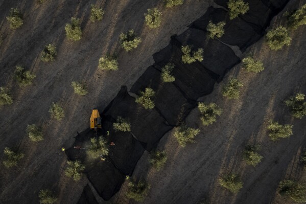 File - Day laborers work at the olive harvest in the southern town of Quesada, a rural community in the heartland of Spain's olive country, Friday, Oct. 28, 2022. A drought in Spain took its toll on olive oil production. As European buyers turned to Turkey, olive oil prices soared in the Mediterranean country, prompting authorities there to restrict exports. (AP Photo/Bernat Armangue, File)