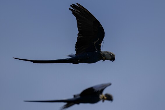 Spix's macaws soar over a breeding facility project in their native habitat in a rural area of Curaca, Bahia state, Brazil, Tuesday, March 12, 2024. There are approximately 360 critically endangered Spix's macaws in captivity worldwide and very few are living in the wild in Brazil. (AP Photo/Andre Penner)