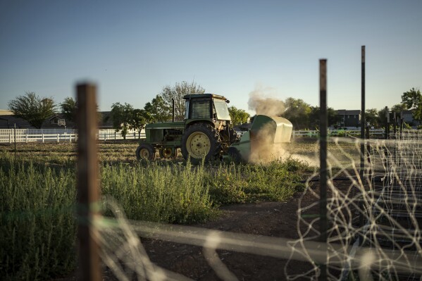 A tractor clears farmland in Agritopia, a community nestled around a plot of agricultural land, on Sunday, April 22, 2025, in Gilbert, Ariz. (AP Photo/Annika Hammerschlag)