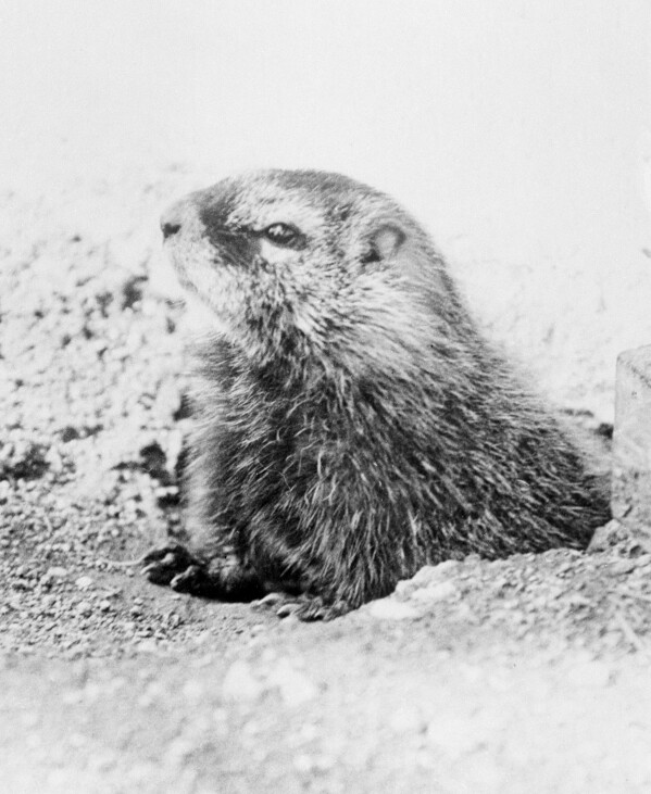 FILE - A groundhog is seen in Wyoming's Yellowstone National Park in 1932. (AP Photo, File)