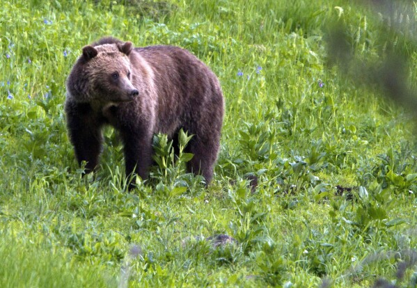 FILE - A grizzly bear roams near Beaver Lake on July 6, 2011, in Yellowstone National Park, Wyo. Fifty years after the Endangered Species Act took effect, environmental advocates and scientists say the law is as essential as ever. Habitat loss, pollution, climate change and disease are putting an estimated 1 million species worldwide at risk. (AP Photo/Jim Urquhart, File)