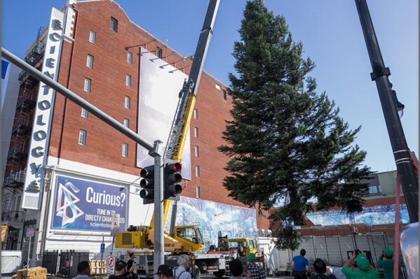 HOLLYWOOD, Calif., Nov. 22, 2023 (SEND2PRESS NEWSWIRE) -- The Hollywood Christmas season got off to a great start November 20 with the arrival of a giant Christmas tree to mark the 40th Anniversary of L. Ron Hubbard's Winter Wonderland. Passersby on the Hollywood Walk of Fame watched in awe as the 6,000-pound giant grand fir was hoisted into place next to the Church of Scientology Los Angeles Information Center by a 40-ton crane at the end of its 900-mile journey from Sheridan, Oregon.