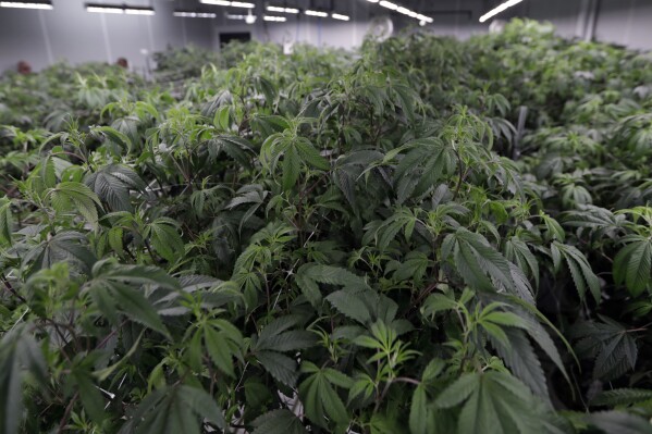 FILE - Marijuana plants grow in the Mother Room at AT-CPC of Ohio, Jan. 28, 2019, in Akron, Ohio. Ohio lawmakers are scrambling to write legislation to enact the will of the voters in last month's overwhelming victory for a ballot measure legalizing recreational marijuana. (AP Photo/Tony Dejak, File)