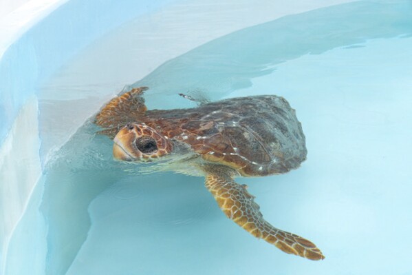 This photo provided by the Loggerhead Marinelife Center on Monday, May 13, 2024, shows Finley, a subadult loggerhead turtle found with a hook in the shoulder area in late April, at the Loggerhead Marinelife Center in Juno Beach, Fla. The turtle received a round of antibiotics to ward of possible infection. Finley was released into the Atlantic Ocean on Monday morning. (Loggerhead Marinelife Center via AP)