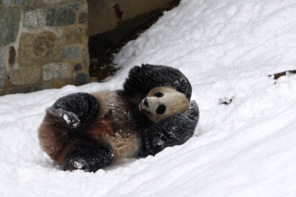 FILE - Mei Xiang rolls herself down a snowy hill at the National Zoo on Feb. 3, 2010, in Washington. Panda lovers in America received a much-needed injection of hope Wednesday, Nov. 15, 2023, as Chinese President Xi Jinping said his government was “ready to continue” loaning the black and white icons to American zoos. (AP Photo/Jacquelyn Martin, File)