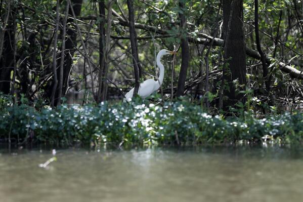FILE - In this April 27, 2018 file photo, a great white heron appears through trees on Bayou Sorrel in the Atchafalaya River Basin in La. A federal judge says demonstrators and a journalist may continue their challenge of a Louisiana law making it a felony to trespass in the area of a pipeline through the Louisiana swamp. Activists said they had landowners’ permission to protest on the land in the environmentally sensitive Atchafalaya Basin and have described the state law as part of a larger effort against environmental activism.   (AP Photo/Gerald Herbert, File)
