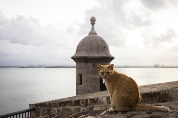 FILE - A stray cat sits on a wall in Old San Juan, Puerto Rico, Wednesday, Nov. 2, 2022. The famous felines that roam the historic area of Puerto Rico's capital and attract hordes of tourists will be removed, according to a plan that the U.S. National Park Service unveiled Tuesday, Nov. 28, 2023. (AP Photo/Alejandro Granadillo, File)