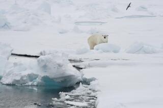 FILE - A polar bear stands on an ice floe near the Norwegian archipelago of Svalbard, Friday June 13, 2008. A polar bear attacked a campsite Monday, Aug. 8, 2022 in Norway’s remote Arctic Svalbard Islands, injuring a French tourist, authorities said, adding that the wounds weren't life-threatening. The bear was later killed. (AP Photo/Romas Dabrukas, File)