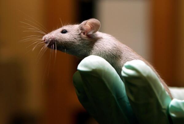 FILE - A technician holds a laboratory mouse at the Jackson Laboratory, Jan. 24, 2006, in Bar Harbor, Maine. The lab ships more than two million mice a year to qualified researchers. Eight years ago, a team of researchers launched a project to carefully repeat influential lab experiments in cancer research. They recreated 50 experiments, the type of work with mice and test tubes that sets the stage for new cancer drugs. They reported the results Tuesday, Dec. 7, 2021: About half the scientific claims didn’t hold up. (AP Photo/Robert F. Bukaty, File)