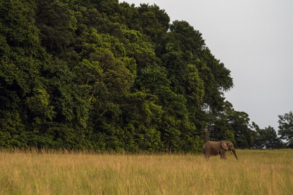 FILE - A forest elephant steps out of the forest in Gabon's Pongara National Park forest, on March 12, 2020. Gabon, an oil-rich Central African nation known for its biodiversity, hosts the world’s largest population of leatherback turtles and myriad other endangered species. By refinancing $500 million of its foreign debt, The Nature Conservancy estimates, Gabon will free up $163 million to expand its protected coastal areas and combat illegal overfishing in a deal announced Tuesday, Aug. 15, 2023. (AP Photo/Jerome Delay, file)