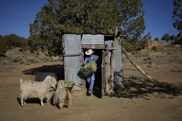 Jay Begay carries hay from a shack at his home Sunday, April 9, 2023, in the community of Rocky Ridge, Ariz., on the Navajo Nation. Begay uses hay to supplement grazing. Climate change, permitting issues and diminishing interest among younger generations are leading to a singular reality: Navajo raising fewer sheep. (AP Photo/John Locher)