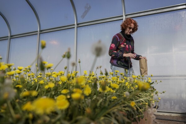 Katrina Cornish, a professor at Ohio State University who studies rubber alternatives, harvests rubber dandelion seeds inside a greenhouse, Tuesday, Feb. 6, 2024, in Wooster, Ohio. Cornish spends her days raising dandelions and desert shrubs. She harvests the stretchy rubber substances they produce and uses special machines to dip them into condoms, medical gloves and parts for trachea tubes. (AP Photo/Joshua A. Bickel)
