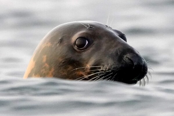 FILE - A gray seal swims in Casco Bay, off Portland, Maine, in this Sept. 15, 2020 file photo. Seal die-offs from the bird flu have been detected everywhere from New England to Chile. (AP Photo/Robert F. Bukaty, files)