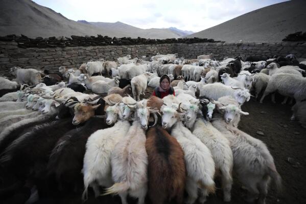 Dolma Angmo, wife of nomad Tsering Angchuk, attends her hardy Himalayan goats that produce cashmere in the remote Kharnak village in the cold desert region of Ladakh, India, Sunday, Sept. 17, 2022. Angchuk is determined to herd his flock of fine cashmere-producing goats in the treeless Kharnak village, a hauntingly beautiful but unforgiving, cold mountainous desert. (AP Photo/Mukhtar Khan)