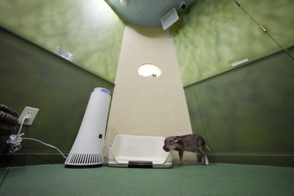 A micro pig pauses at a mipig cafe, Wednesday, Jan. 24, 2024, in Tokyo. (AP Photo/Eugene Hoshiko)