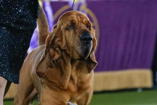 Trumpet, a bloodhound, competes for best in show at the 146th Westminster Kennel Club Dog Show, Wednesday, June 22, 2022, in Tarrytown, N.Y. Trumpet won the title. (AP Photo/Frank Franklin II)
