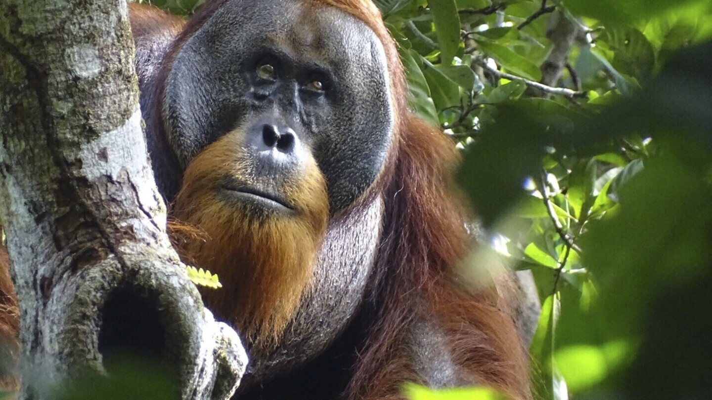Див орангутан използва лечебно растение за лечение на рана, твърдят учени