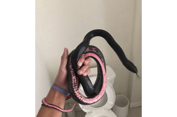This photo provided by Phoenix-based Rattlesnake Solutions shows one of their employees holding a coachwhip snake found inside a toilet in a home in Tucson, Ariz., on July 16, 2023. (Nikolaus Kemme/Rattlesnake Solutions via AP)