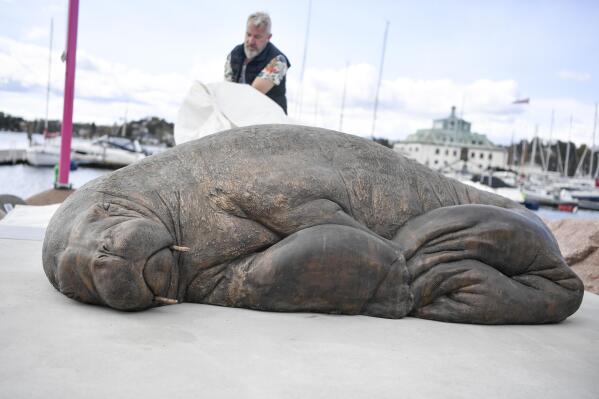 The sculpture of the walrus 'Freya' is unveiled in Oslo, Norway, Saturday, April 29, 2023. The walrus Freya was euthanized by the Directorate of Fisheries in August 2022. The reason was that the public did not follow the recommendations from the authorities to keep their distance from the 600-kilogram animal. (Annika Byrde/NTB Scanpix via AP)