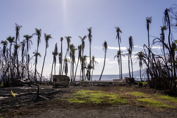 FILE - Wilted palm trees line a destroyed property from the August wildfires, Friday, Dec. 8, 2023, in Lahaina, Hawaii. Several days after the Hawaii attorney general’s office released an outside report that flagged communications issues in the response to a deadly August wildfire, Maui County officials pushed back and offered “clarifications” on some of the report’s details. (AP Photo/Lindsey Wasson, File)
