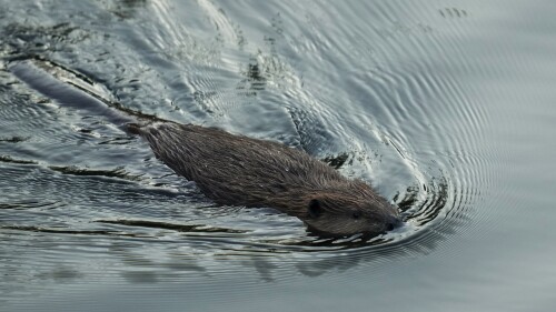 A beaver swims in Napa Creek, Wednesday, July 19, 2023, in Napa, Calif. (AP Photo/Godofredo A. Vásquez)