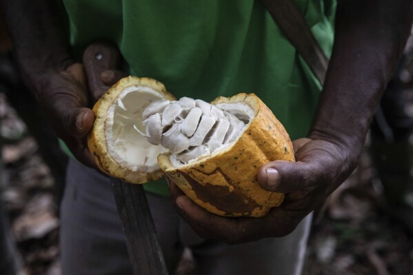 A husbandman opens a Cocoa pod successful Divo, West-Central Ivory Coast, November 19, 2023. Chocolate whitethorn travel pinch a somewhat bitter aftertaste this Easter. Shoppers successful Europe, nan United States and elsewhere are paying much for their accepted candy eggs and bunnies arsenic changing ambiance patterns successful West Africa return a toll connected cocoa supplies and farmers (AP Photo/Sophie Garcia)