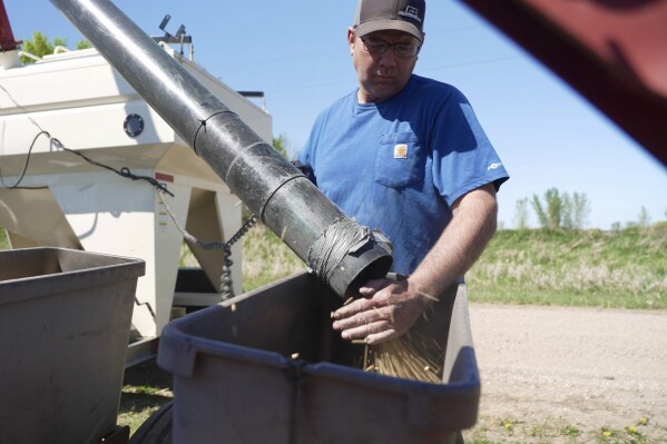 Minnesota Farm Bureau president Dan Glessing loads soybeans into his planter on Thursday, May 8, 2025 near Waverly, Minn. (AP Photo/Mark Vancleave)